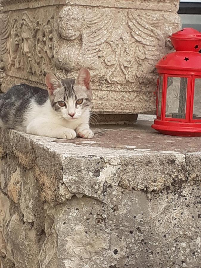 Appartamento Dimora in collina Monopoli Esterno foto